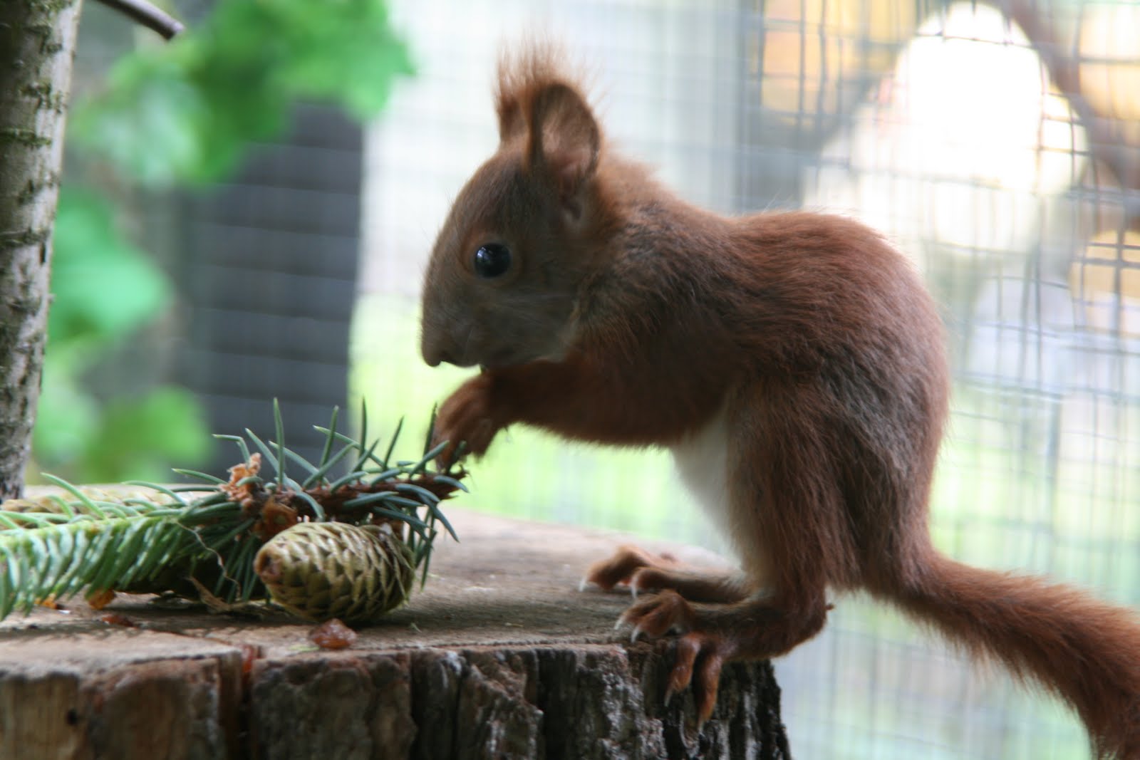 Thun Eichhörnchen Diva Mit Tannenzapfen - Keramik-Figur 12x9,5x14cm | Süße Deko Für Zuhause