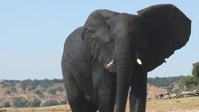 Animals In Angola