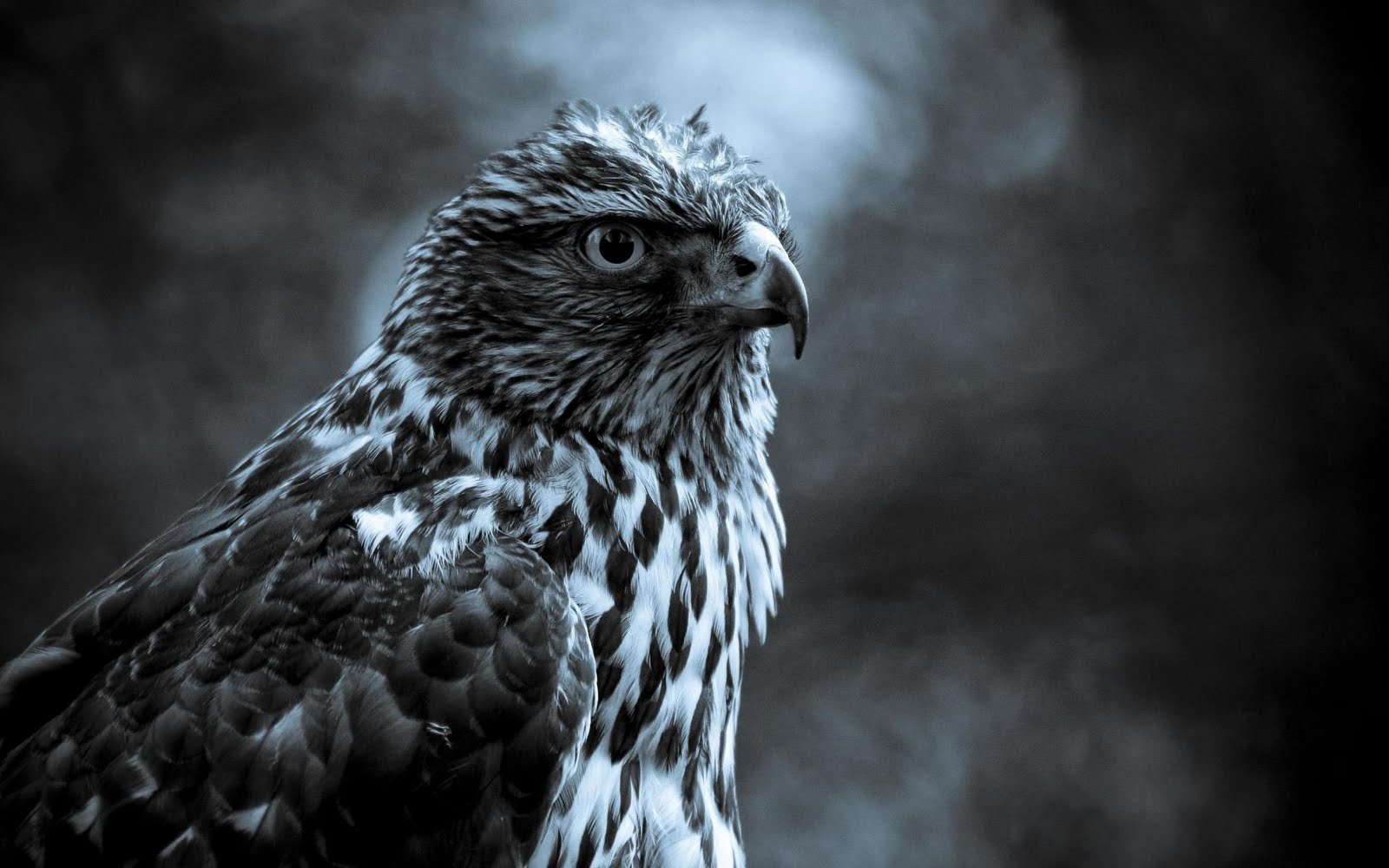 Fabulous And Amazing Eagle Wallpapers in HD - For More Wallpapers Just