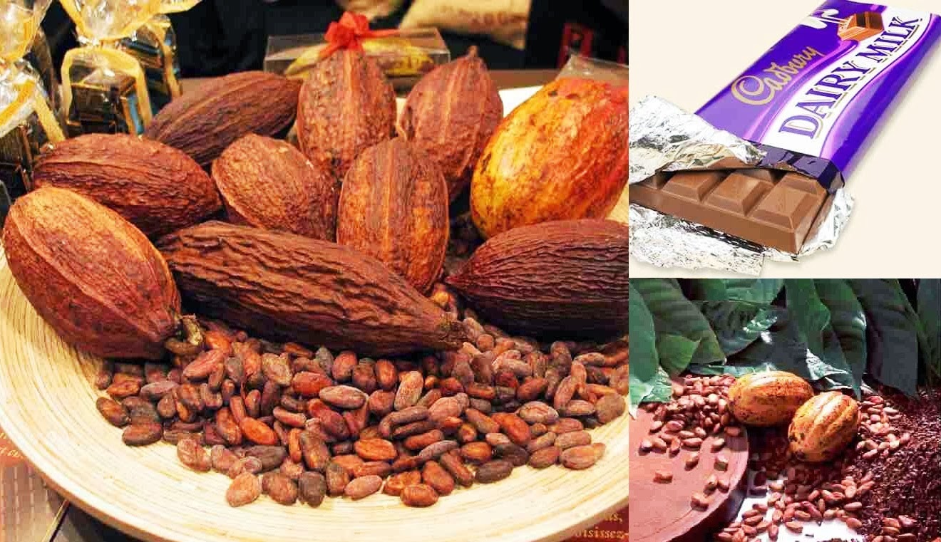 Business Ideas Small Business Ideas How to Start a Cocoa Farming