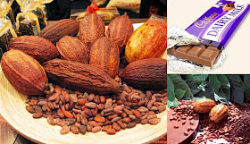 How to Start a Cocoa Farming Business