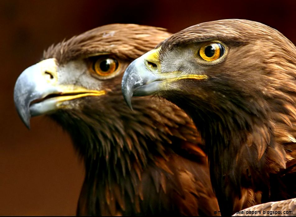 Eagle Wallpaper Beautiful Eagle Birds Wallpaper Gallery Eagle Wallpaper Beautiful Eagle Birds Wallpaper Gallery