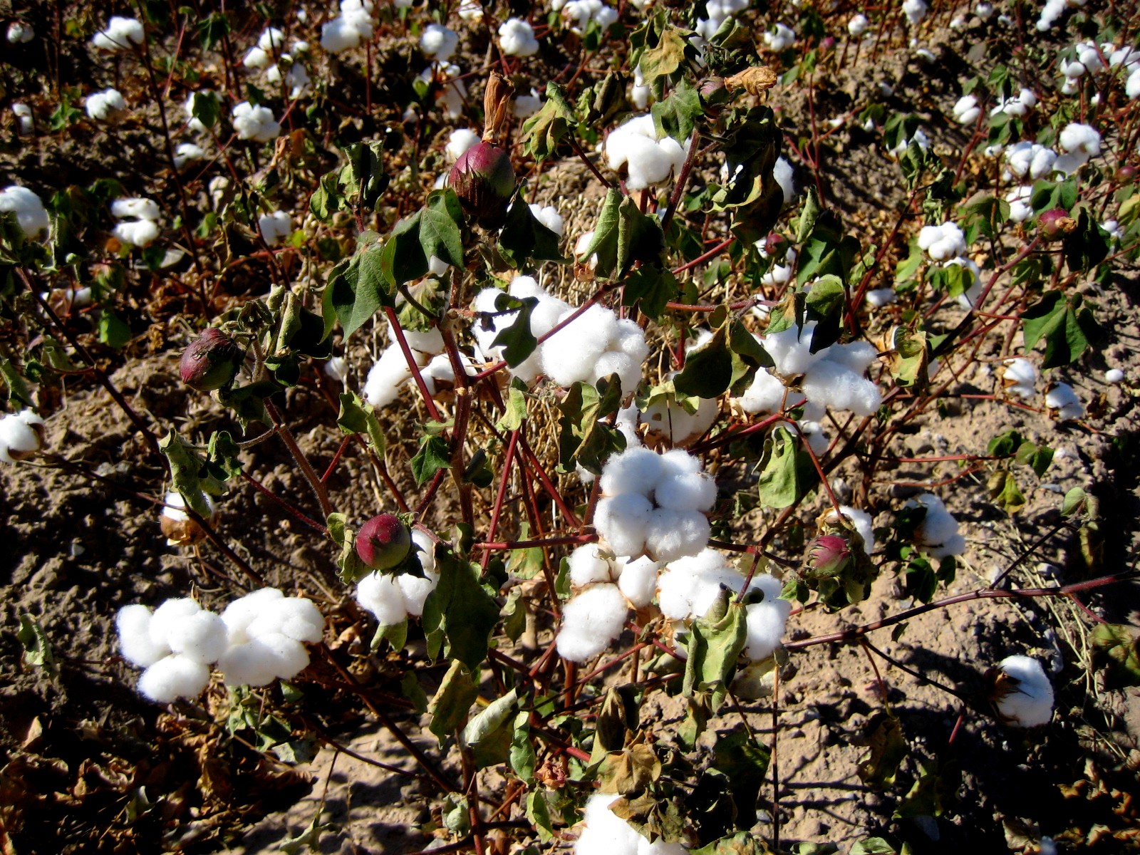 Living Rootless October 2012