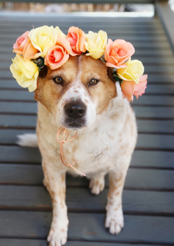 Acute Designs diy doggie flower crowns a wedding shower diy