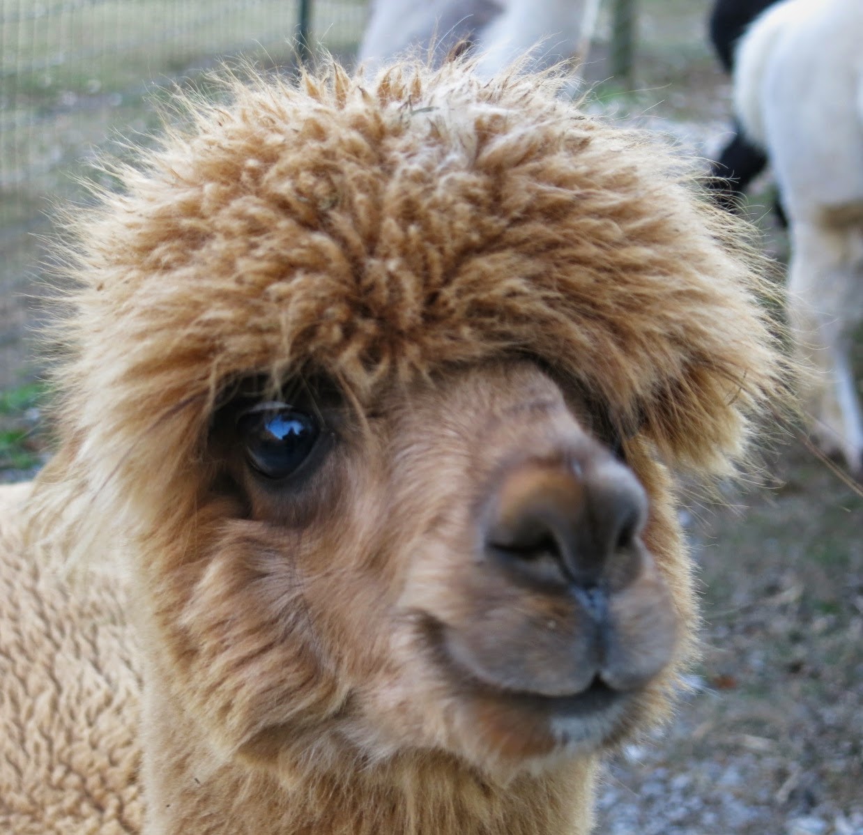 Cassie Stephens What the Art Teacher Wore 122 and Aw, Alpacas!