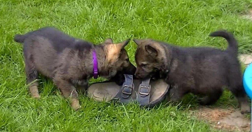 Satılık Her Irk Kedi &amp; Köpek Yavruları SATILIK WORKİNG LİNE SABLE