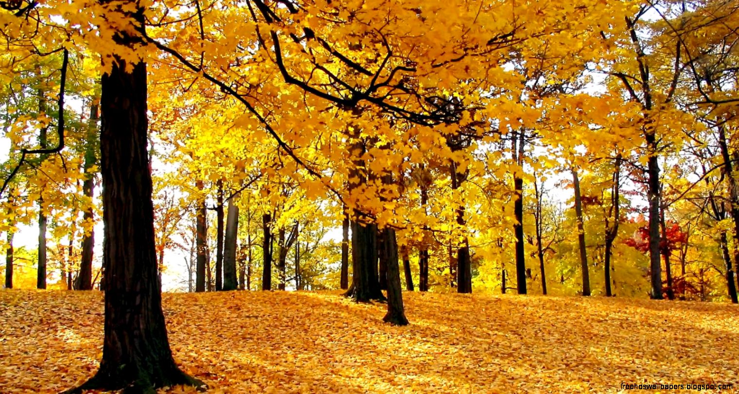 Free Fall Backgrounds Autumn Trees Free Fall Backgrounds Autumn Trees