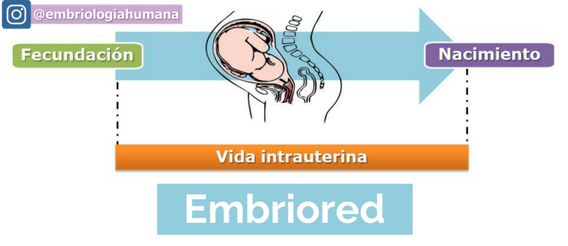 Embriored