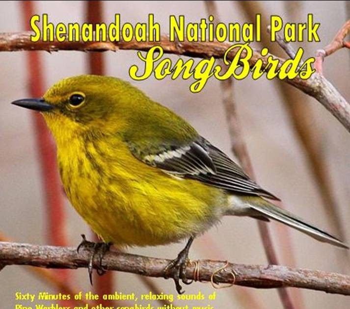 BEST BIRD SONG CD's Bird Song CD'sSHENANDOAH N.P. SONGBIRDSPine