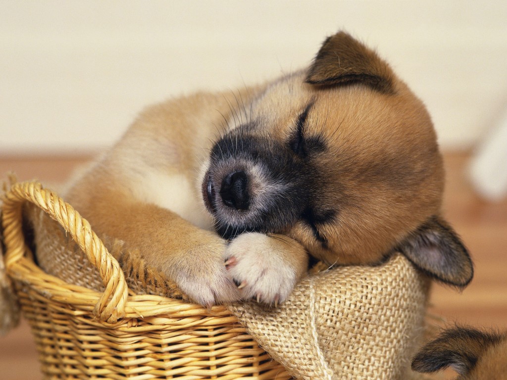 adorable_sleeping_puppies_1.jpg