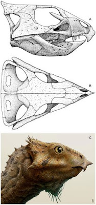 Aquilops reconstruction