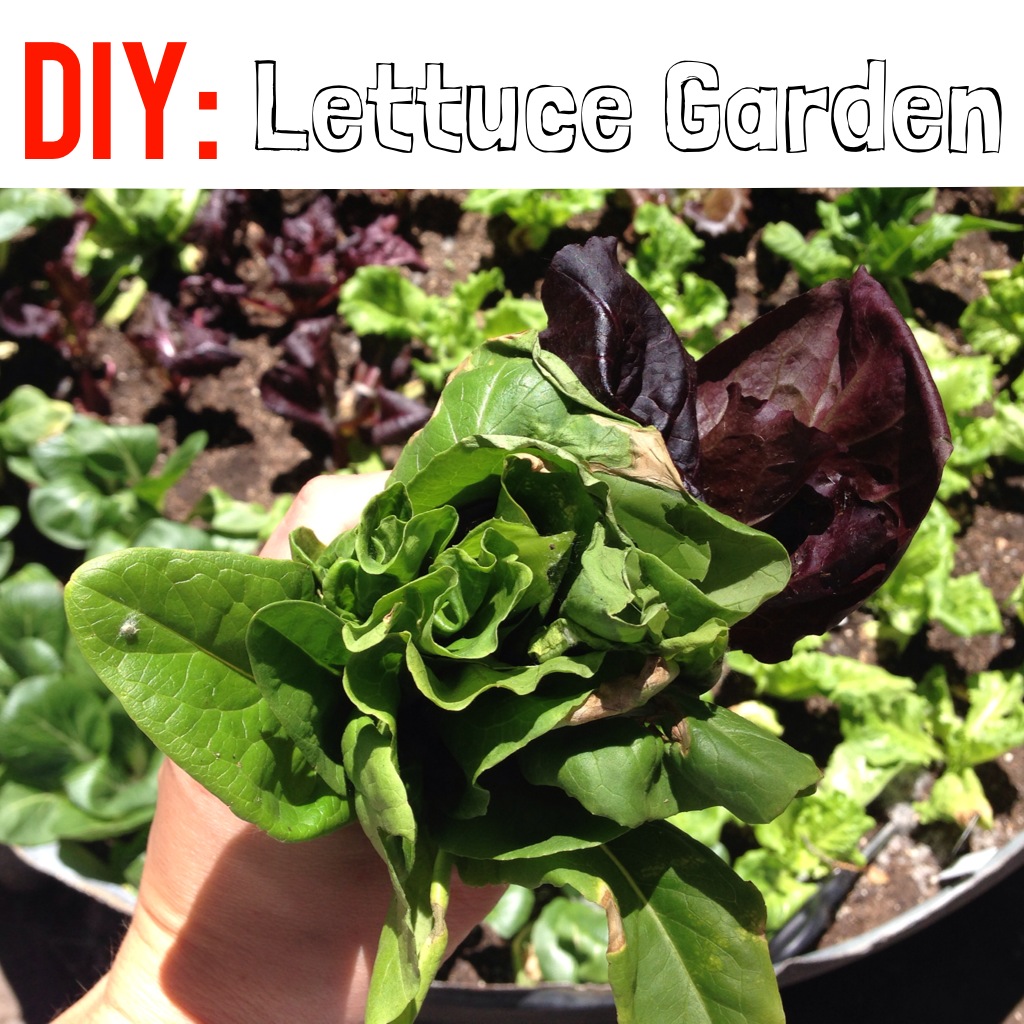 DIY Lettuce Garden