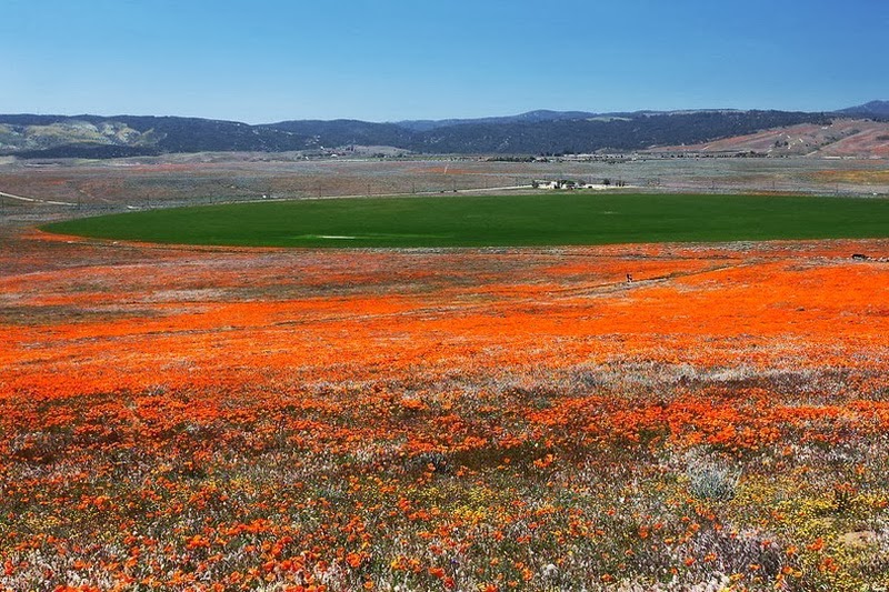 Travel Trip Journey : Fascinate Antelope Valley Poppy ...