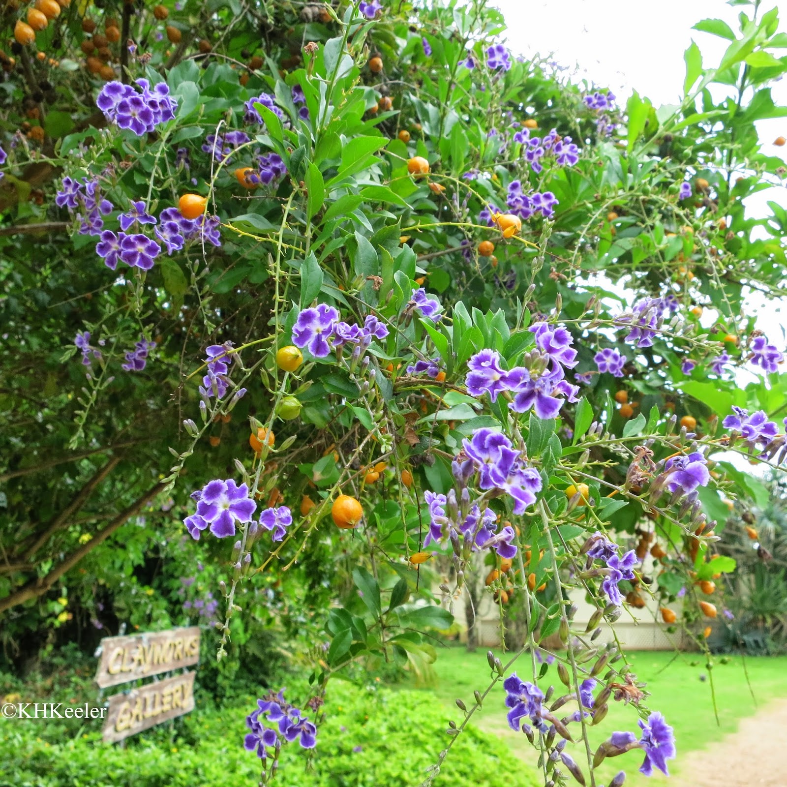 A Wandering Botanist Visiting Kauai Flowers!