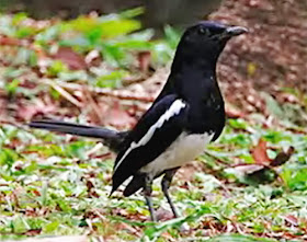 Perkiraan Harga Burung Kacer Di Jawa Barat 2015