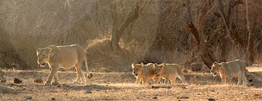 A Pride of Young Lions spotted on Friday(18-5-2012) at 1800 hrs.