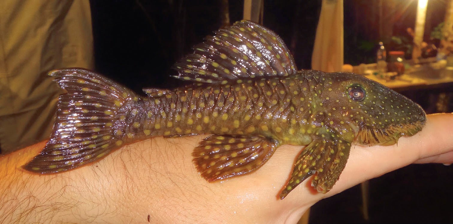 Sciency Thoughts A new species of Armored Catfish from Pará State, Brazil.