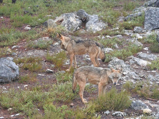 2015-10-06-Robledo%2Bcentro%2Bdel%2BLobo