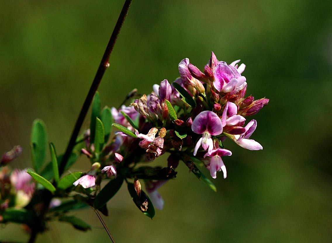 Field Biology in Southeastern Ohio Lespedeza Bush Clovers