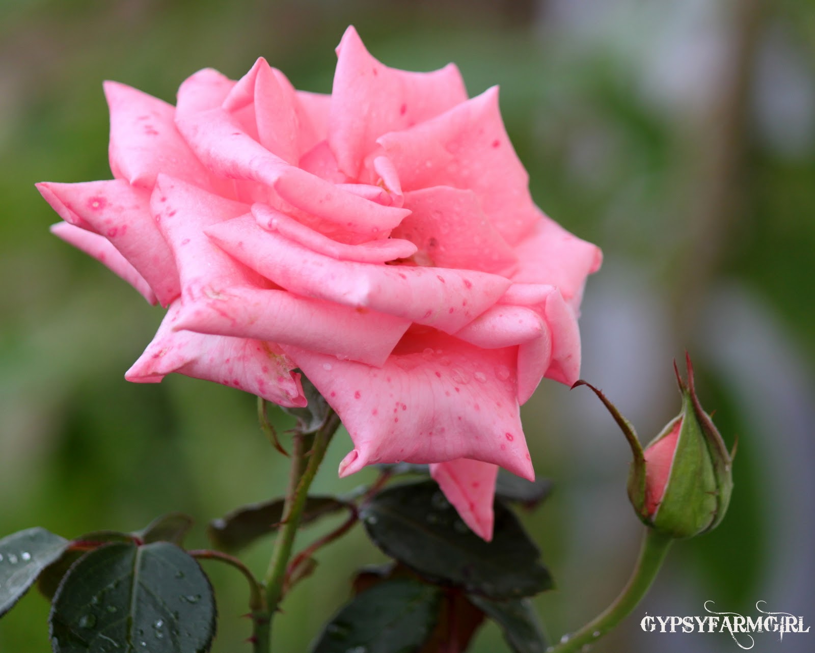 GypsyFarmGirl December Roses