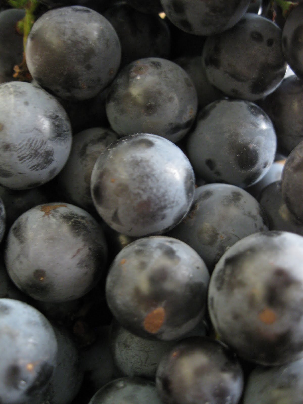 The Daily Apple Apple 552 Concord Grapes