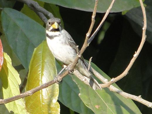 Sporophila caerulescens ( Coleirinha ou papa-capim ou Cole…