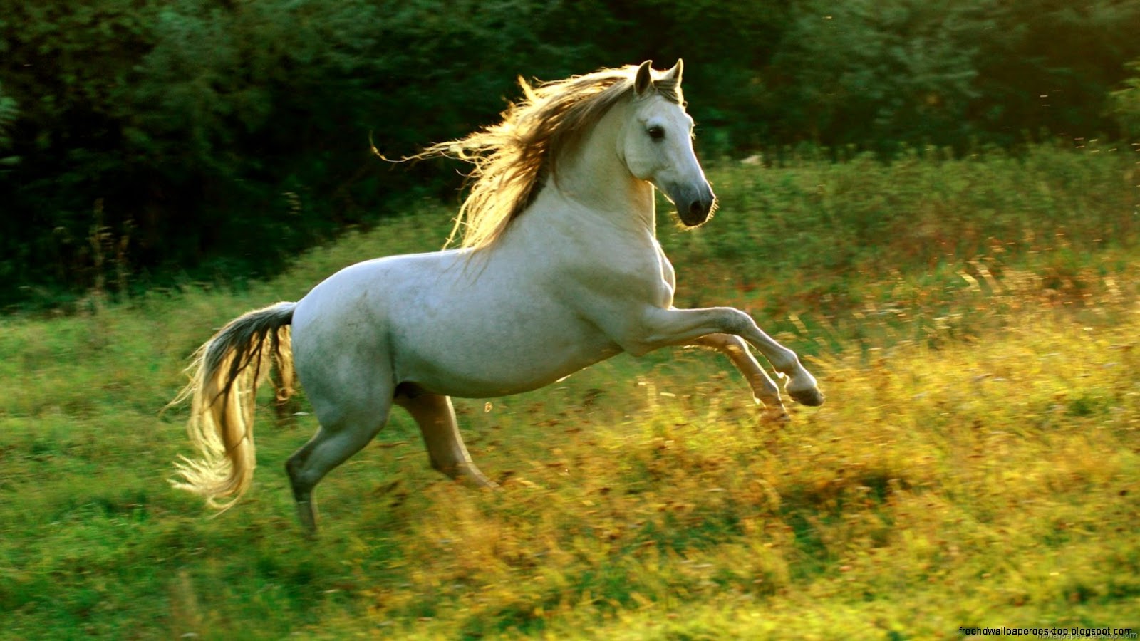 Andalusian Horse Andalusian Horse