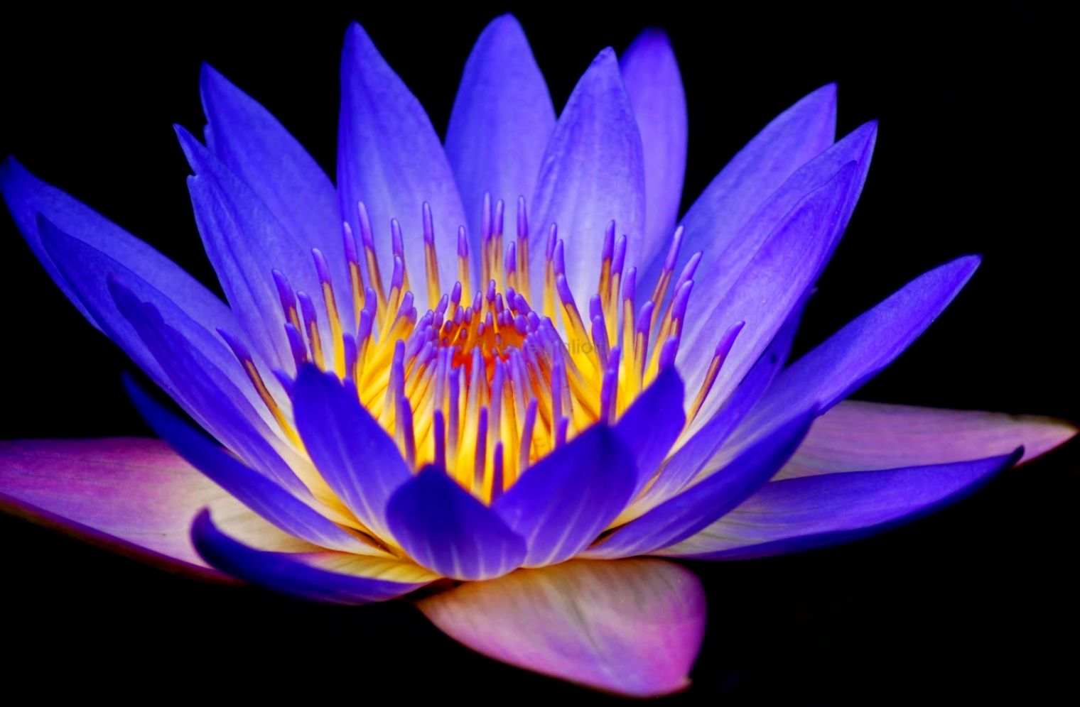 Amazing white flower 1280x1024px 585011 Amazing white flower 1280x1024px 585011