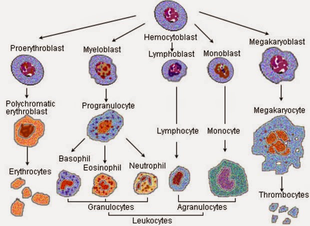 Blood Cell Indices Mcv And Mchc