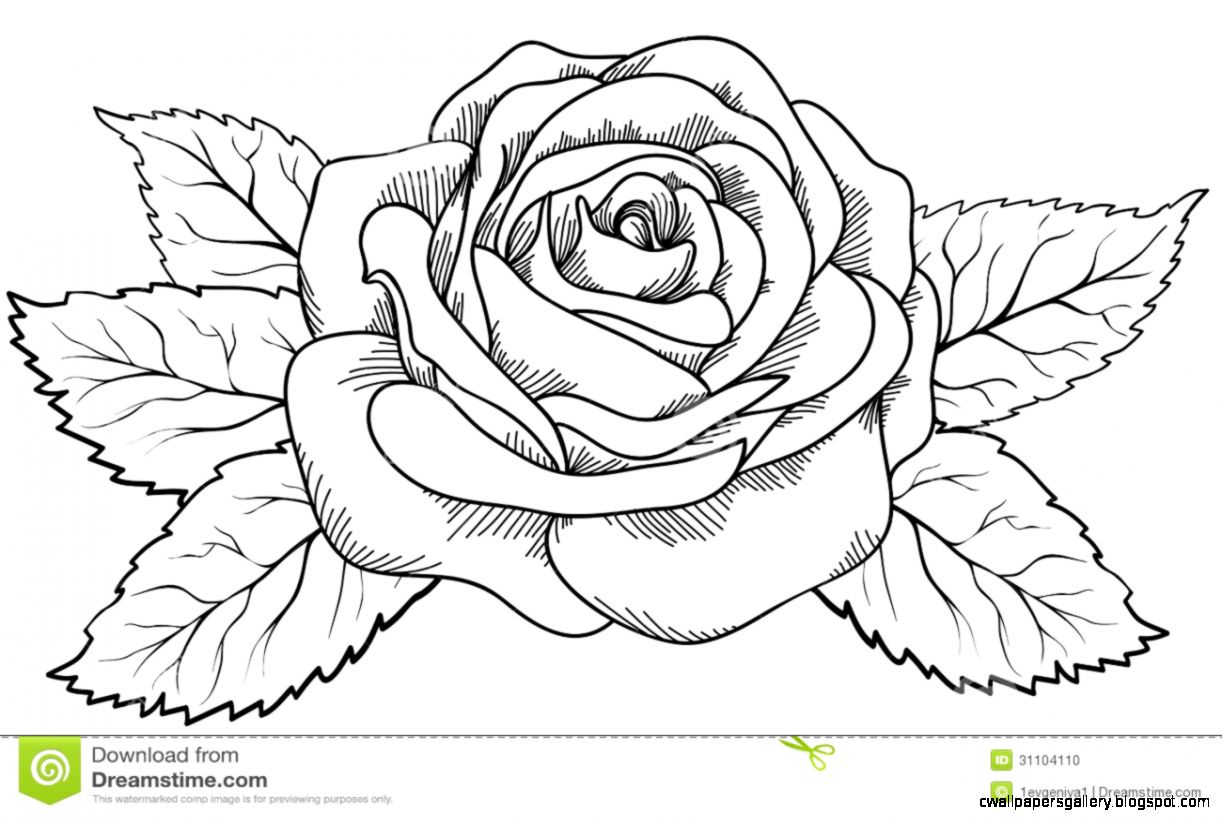 Sketch Of Rose Clipart Clipart Kid Sketch Of Rose Clipart Clipart Kid