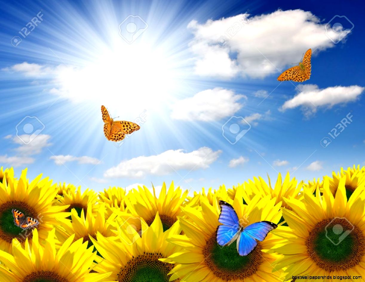 Summer Sun Over The Sunflower Field With Butterfly Stock Photo Summer Sun Over The Sunflower Field With Butterfly Stock Photo