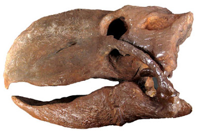Gastornis skull