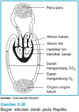 The Other Story: Sistem Peredaran darah tertutup Reptilia