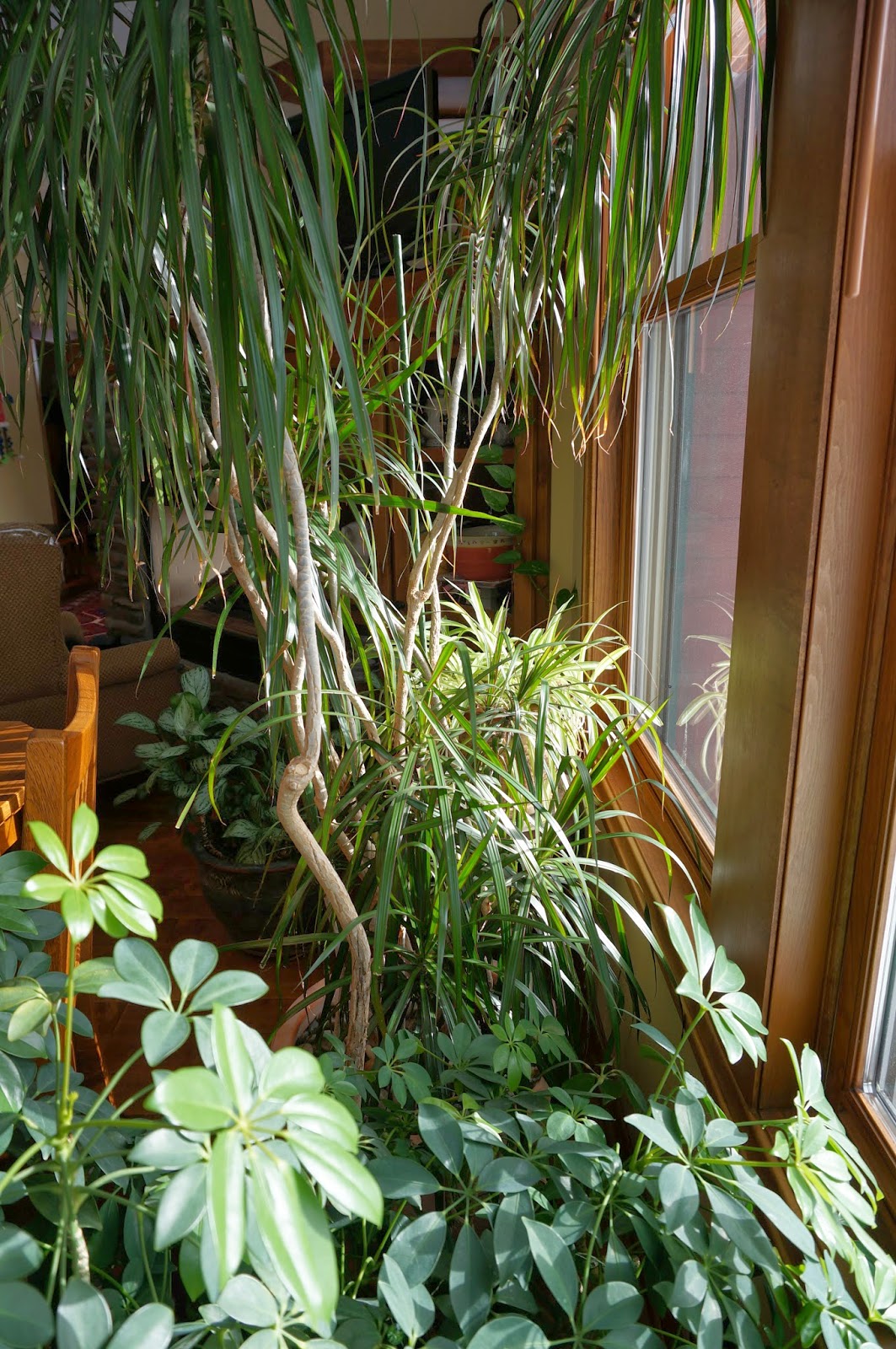 Design Poisonous Houseplants For Cats cats on the homestead growing wheat grass for and dogs dogs