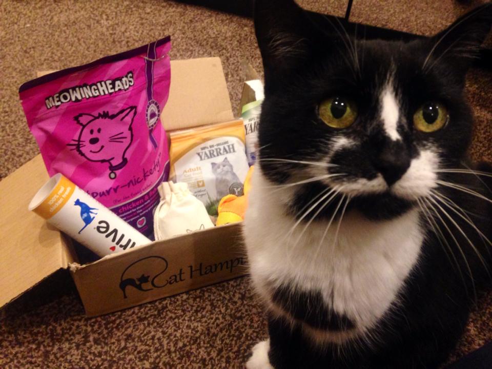 Cat Hampurr The Subscription Box For Cats! She Might Be Loved