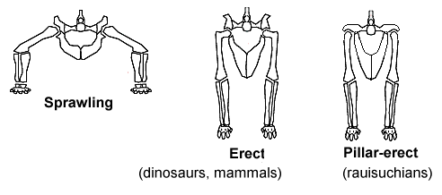 erect dinosaur sprawling dinosaurs hip joints dinosauria difference between reptiles posture stance limb birds body acetabulum wikipedia legs wiki warm