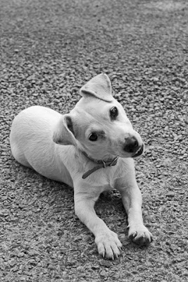 Continúa el operativo de esterilizaciones quirúrgicas gratuitas para caninos 2 ESTERILIZCION