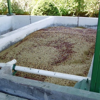 WET PROCESS COFFEE BEANS