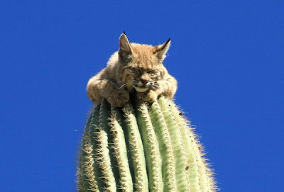 Topic humour!!! - Page 31 Linx+cougar+cactus+1