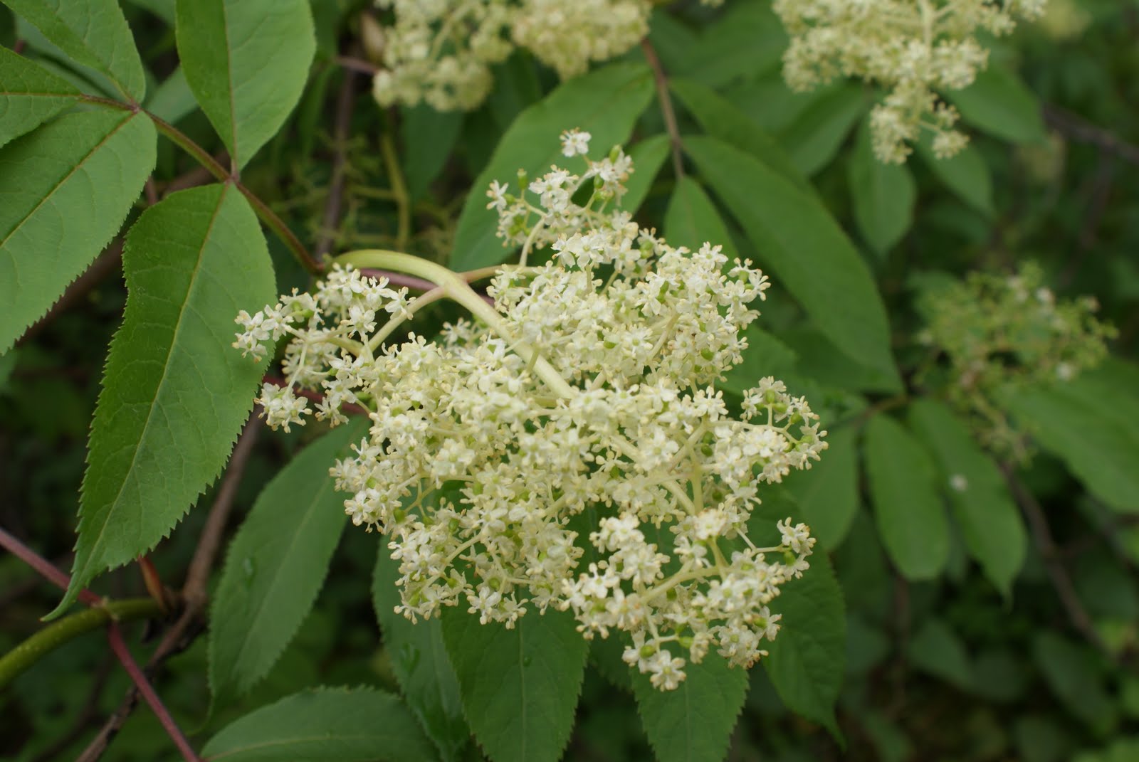 Nourishing Ideas Elderflowers