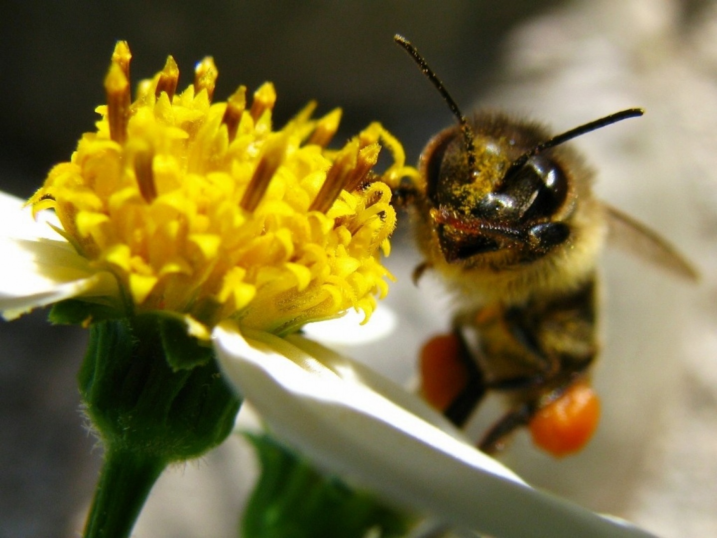 Abeja.jpg
