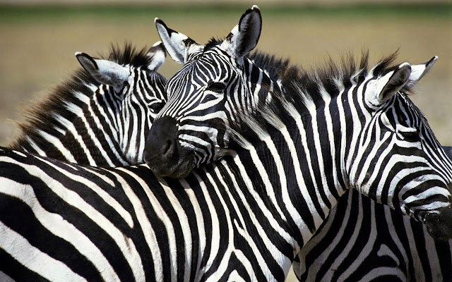 வர்ண மயமான விலங்குகள்! Zebra+1+%25282%2529