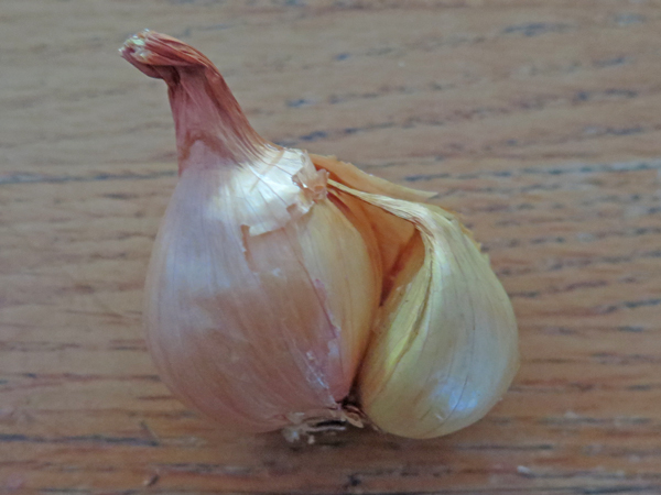Multiplier onions recipes for salmon Multiplier onions recipes for salmon