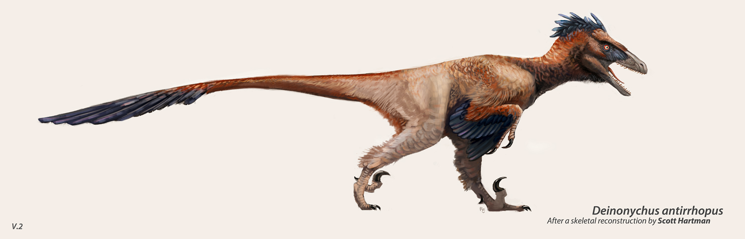 Deinonychus_antirrhopus_byRhynn_V02.jpg