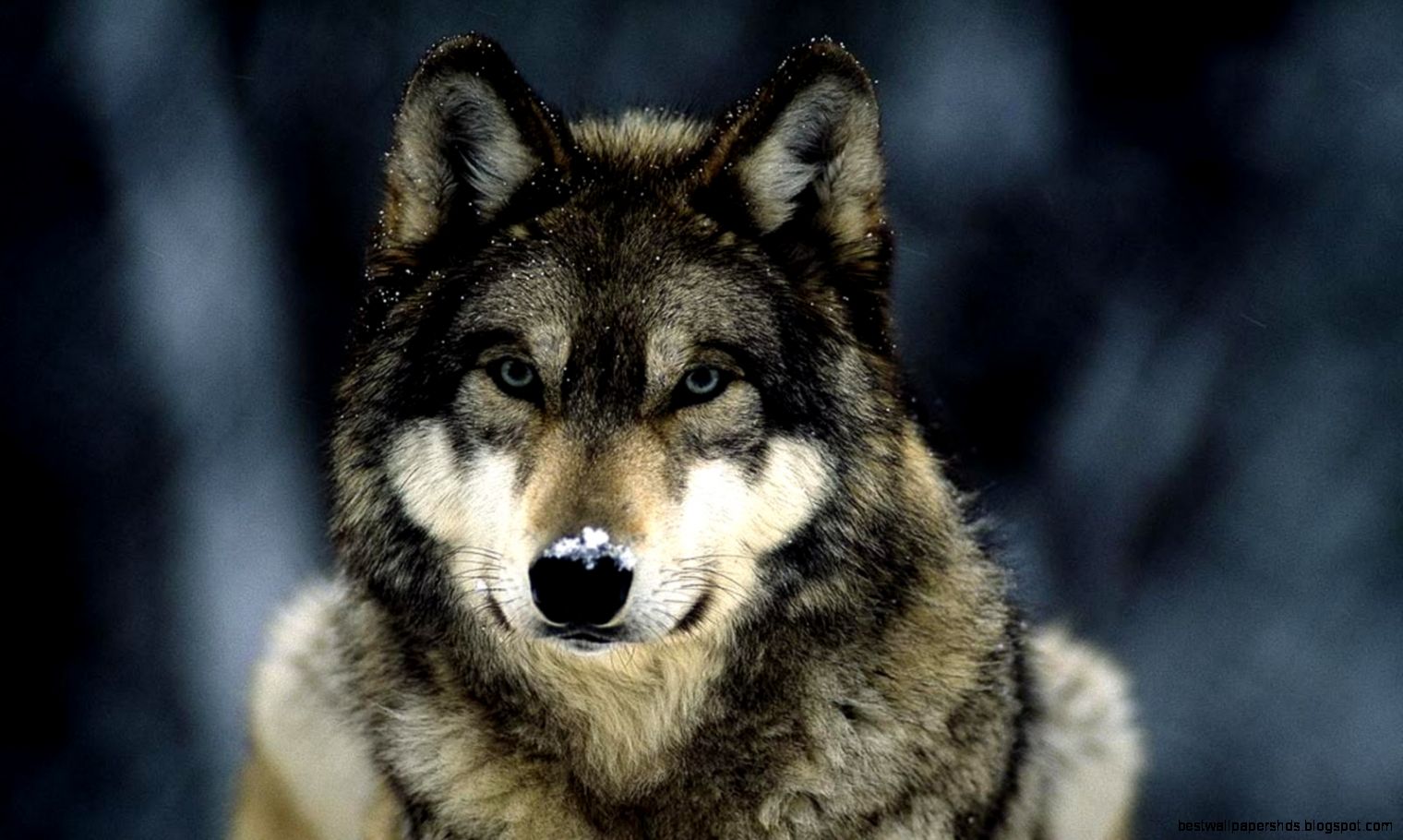 Wolf Wallpaper Hd Collection 43 Wolf Wallpaper Hd Collection 43