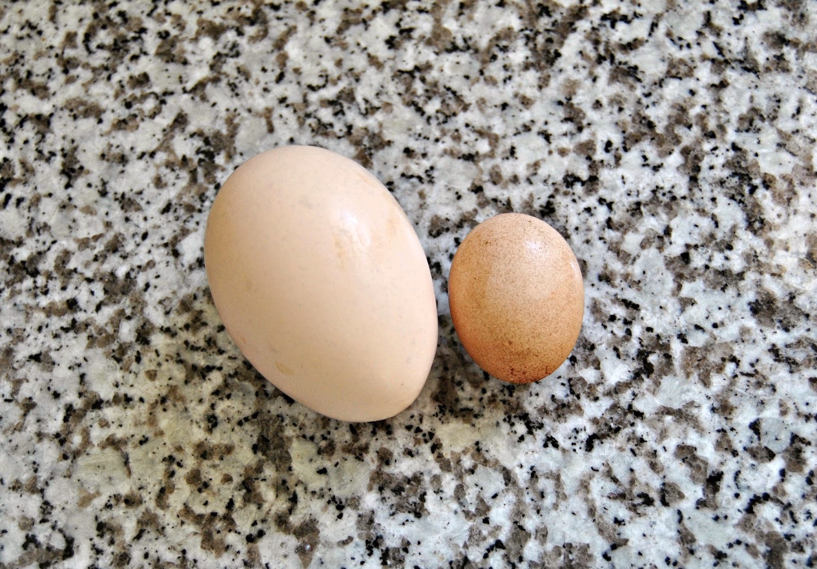 Cottage Dreamers: Eggs. Glorious eggs...