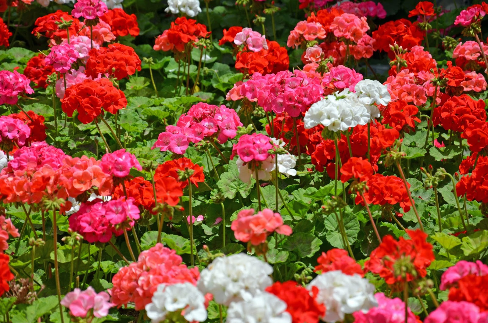 Walled city of Valletta, Malta We Took the Road Less Traveled