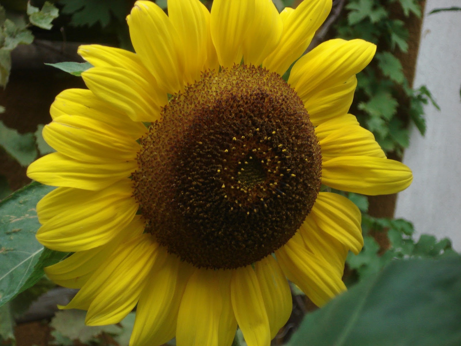 Jahrgang 1953 Sonnenblumen im Garten