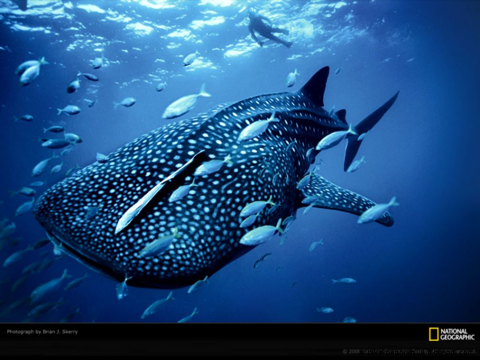 15938 National Geographic High Definition Wallpaper 15938 National Geographic High Definition Wallpaper