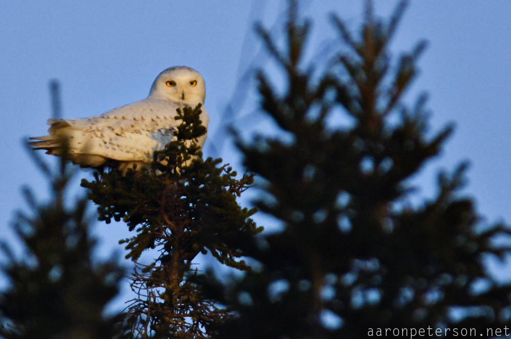 Aaron PetersonWriter and Photographer Snowy Owls invade Michigan's